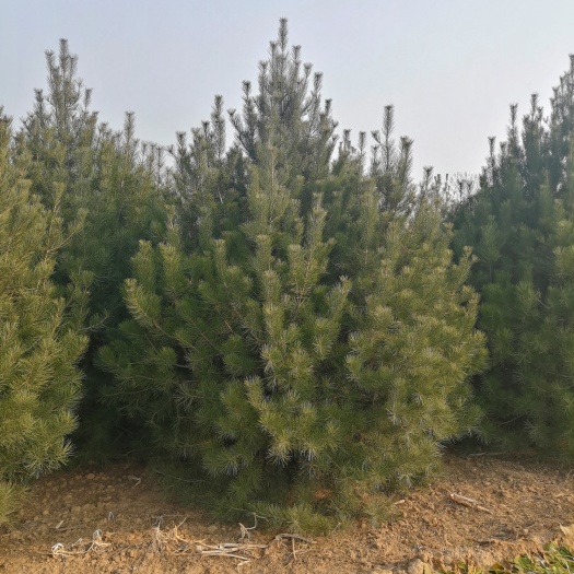 绛县 3米白皮松？3米白皮松多少钱上车？3米白皮松价格