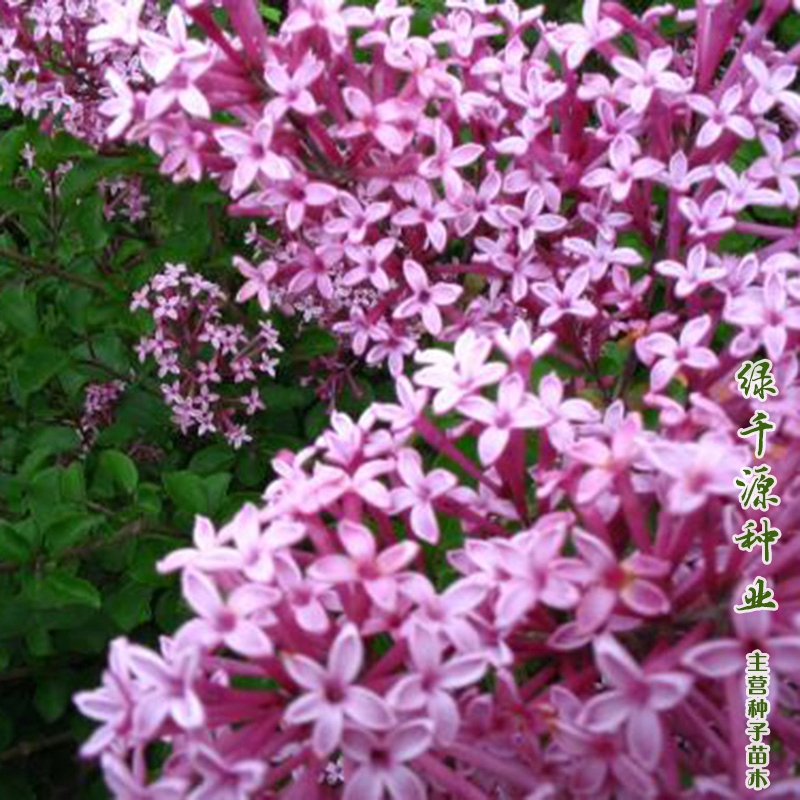 沭阳县紫丁香种子优质紫丁香种子包邮