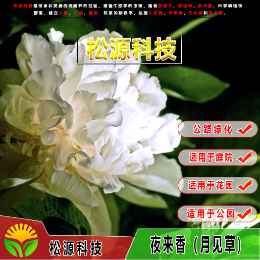  夜来香种子 花草 花籽 春秋易种庭院室内阳台种盆栽花卉种子