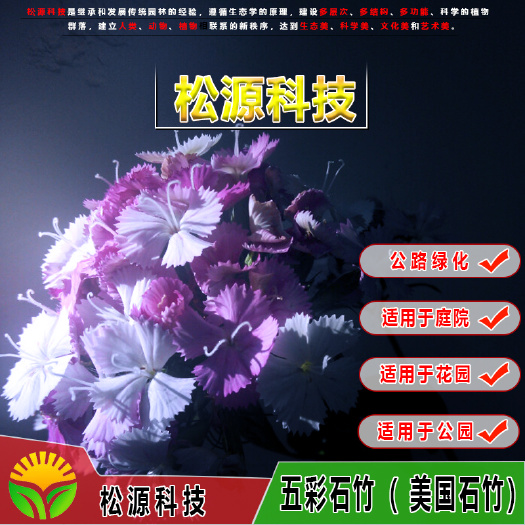 南宁 五彩石竹花种子康乃馨四季种易活开花不断室内外办公盆栽重瓣草籽