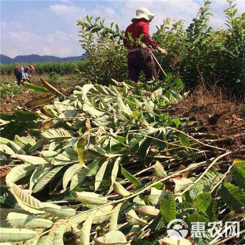 大红袍板栗苗  薄壳板栗苗嫁接板栗苗