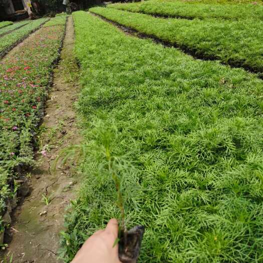 成都 波斯菊价格/图片 成都波斯菊批发 名川园艺场供应