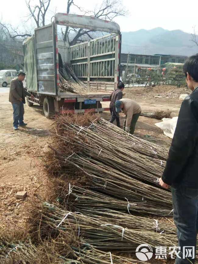 大红袍板栗苗  薄壳板栗苗嫁接板栗苗