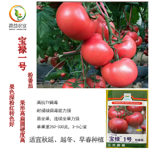 寿光市宝禄1号抗病毒大果硬粉西红柿种子 高抗TY病毒 高产耐储运