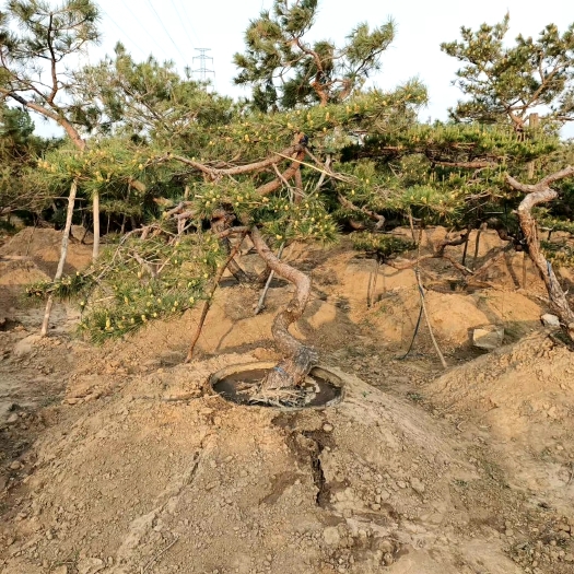 泰安泰山造型松  泰山景松   造型松基地