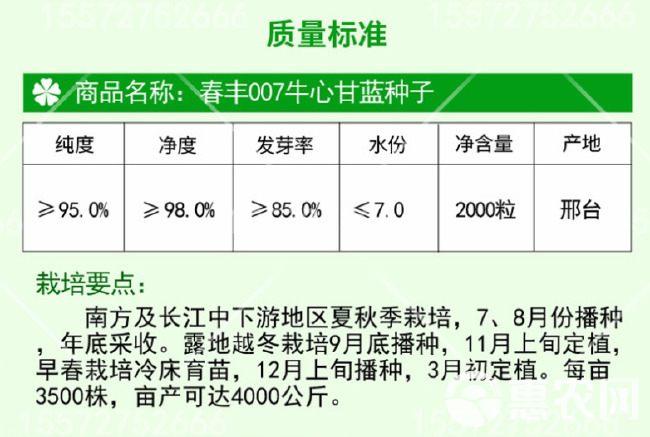 早熟牛心甘蓝种子 包心菜春丰007春甘蓝 冬性较强