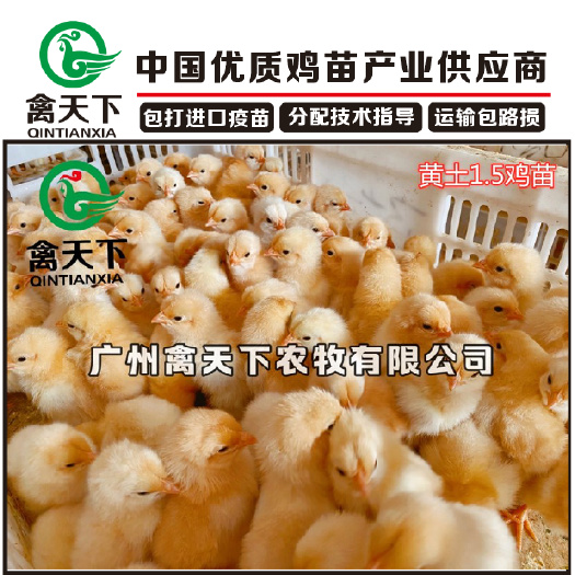广州 广州禽天下 三黄鸡苗 黄土1.5土鸡母苗  包疫苗包路损