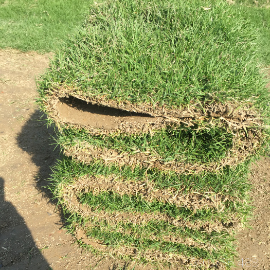 郴州 马尼拉草皮 湖南草皮 绿化工程常用草坪草 基地批发价格优惠