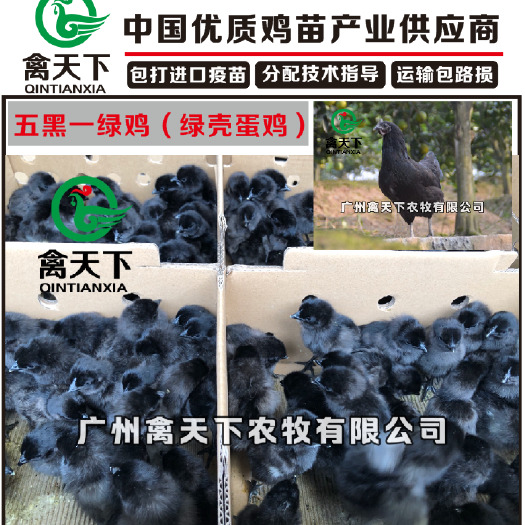 广州 广州禽天下 五黑一绿鸡苗 绿壳蛋鸡苗  包疫苗包路损