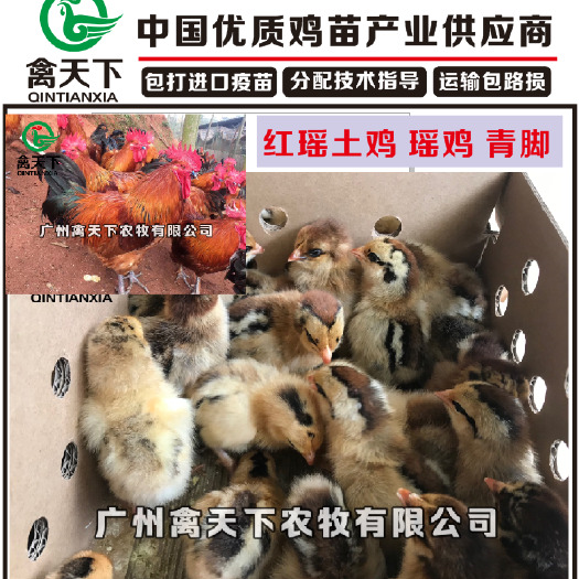 广州 广州禽天下 红瑶鸡苗 瑶鸡 青脚土鸡  包疫苗 包路损