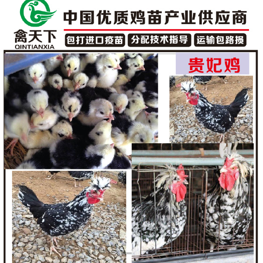 广州 广州禽天下 贵妃鸡苗 珍禽鸡苗 统货 包疫苗 包路损