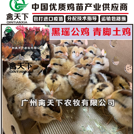 广州 广州禽天下 黑瑶鸡苗 瑶鸡 青脚土鸡苗 细脚 包疫苗包路损