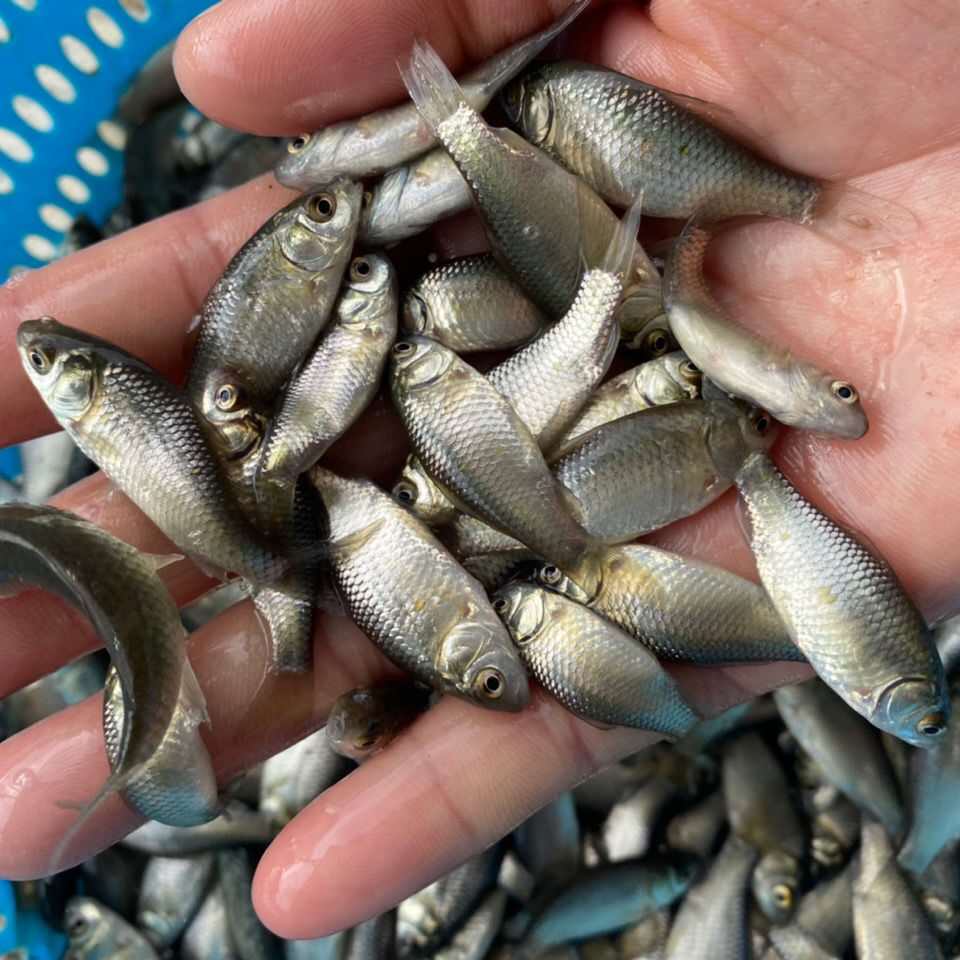 大量鯽魚批發(fā) 中科5號 白鯽魚苗 銀鯽魚苗湘云鯽魚活體土鯽魚