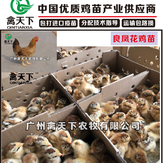 广州 广州禽天下 良凤花鸡苗 包打疫苗（疫苗）、死亡包赔