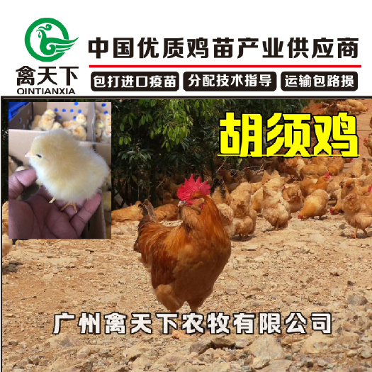 广州胡须鸡苗 广州禽天下 胡须鸡公苗 三黄龙门鸡 龙岗鸡 包疫苗包路损
