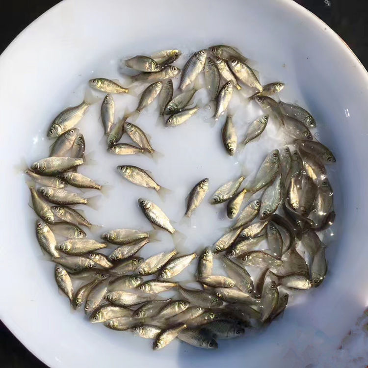 大量鯽魚批發(fā) 中科5號 白鯽魚苗 銀鯽魚苗湘云鯽魚活體土鯽魚