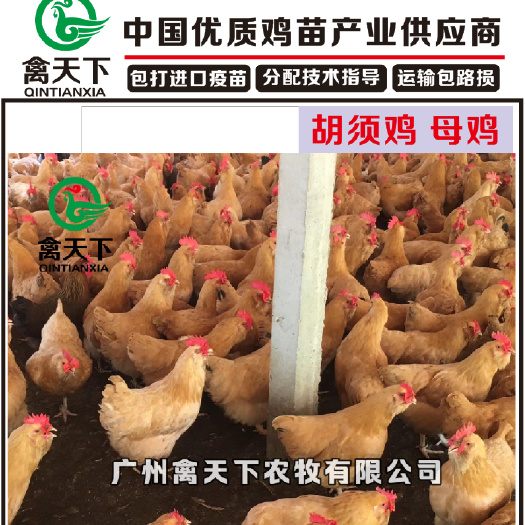 广州胡须鸡苗 广州禽天下 胡须鸡母苗 三黄龙门鸡 龙岗鸡 包疫苗包路损