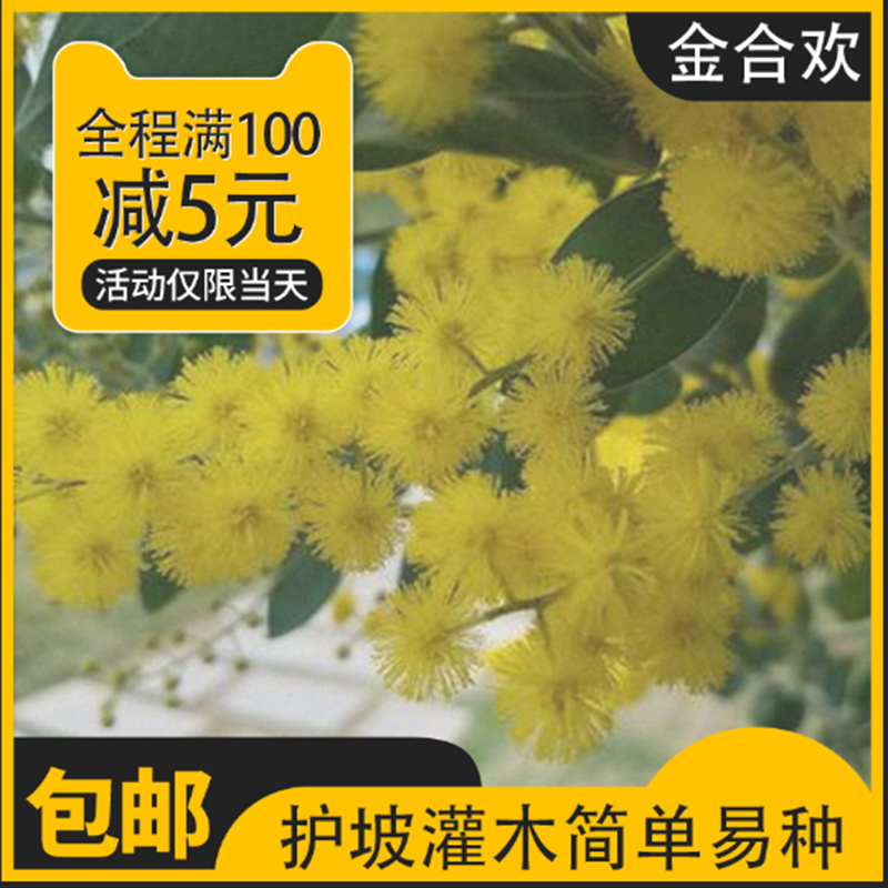 沭阳县金合欢种子银合欢种子粉合欢种子批发包邮新种子