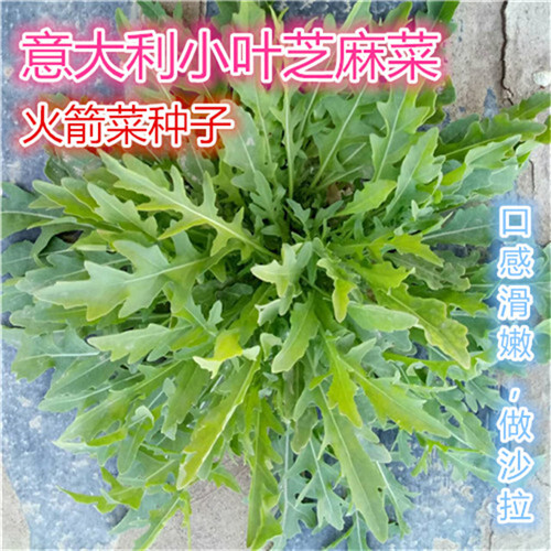 济南小叶芝麻菜种子种籽孑菜种火箭菜种子青菜做沙拉种籽臭菜蔬菜
