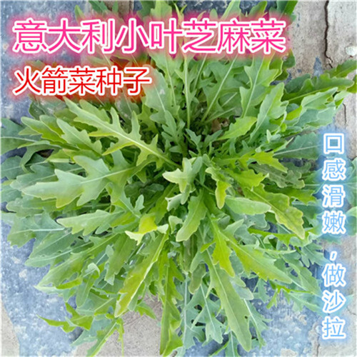 小叶芝麻菜种子种籽孑菜种火箭菜种子青菜做沙拉种籽臭菜蔬菜