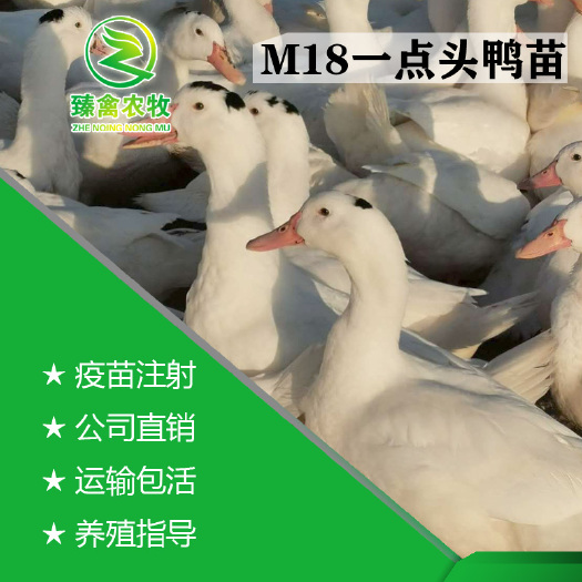 南宁优质一点头M18鸭苗，出壳包打疫苗，运输包损耗提供技术指导
