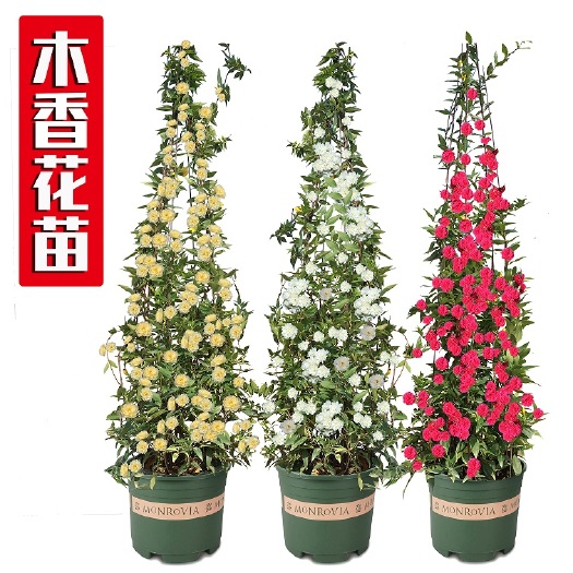  木香花四季开花甜蜜浓香七里香红黄白色盆栽爬藤植物包邮批发零
