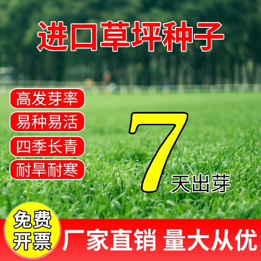  宽叶草种子包邮牧草种子