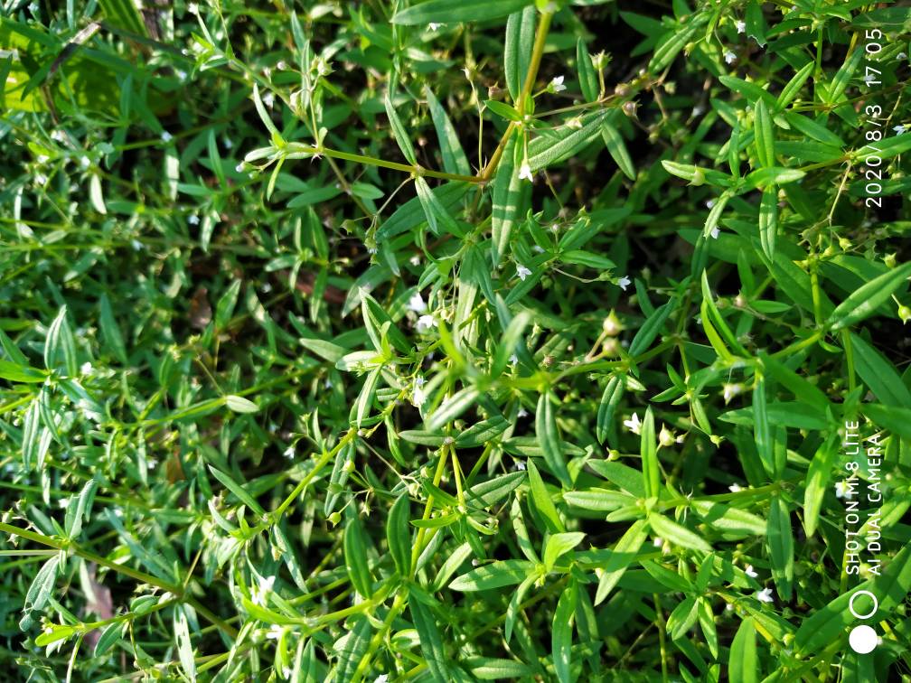 水竹叶除草剂图片