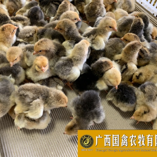 南宁 k9快大鸡苗 品质保证包打疫苗全国包邮
