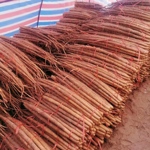 临漳县铁棍山药 新鲜正宗铁棍甜糯粉现挖现发保证原产地直发餐桌5斤包邮