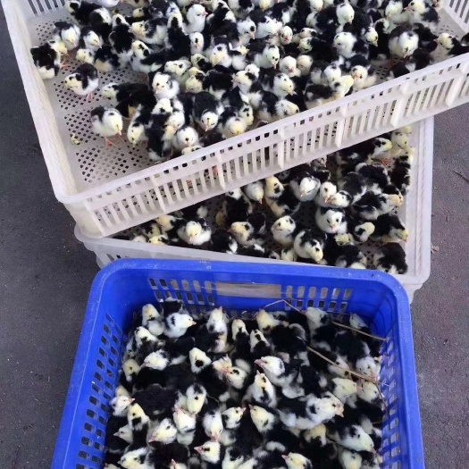 南宁 贵妃鸡苗 品质保证 全国包邮