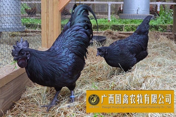 南宁乌鸡苗 黑肉鸡（快大） 品质保证 包打疫苗