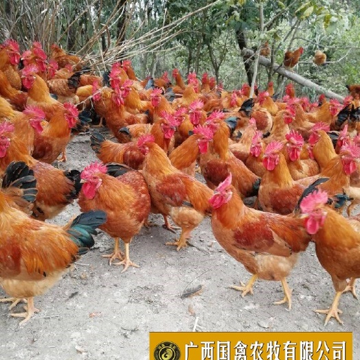 南宁 桂香土鸡苗 品质保证 包打疫苗
