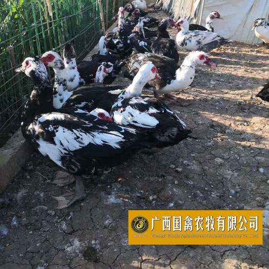 南宁番鸭苗 品质保证包打疫苗