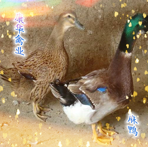 南宁大种麻鸭苗，青头鸭苗，四点麻，孵化场直销，包打疫苗，包路损