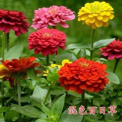  供应百日草种子混色百日草单色百日草花海种子