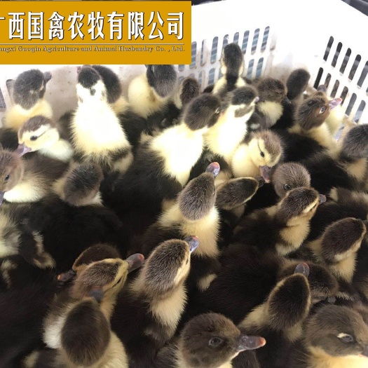 南宁 西洋鸭苗 品质保证 全国包邮包打疫苗
