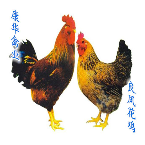 南宁大种良凤花鸡苗，质量保证，包打疫苗，包路损，全国发货