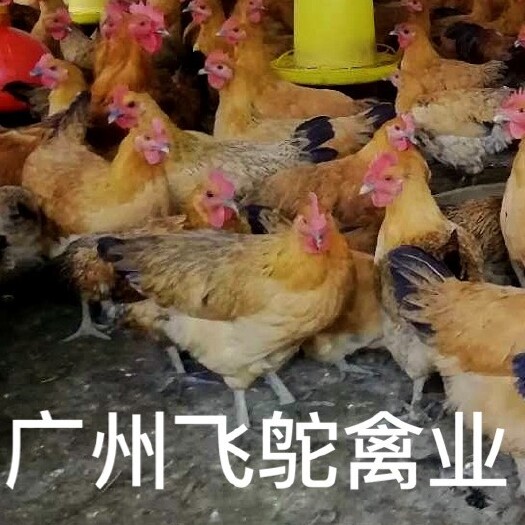 广州 大小种红瑶鸡苗 老店新开孵化场直发包疫苗包运损24小时发货