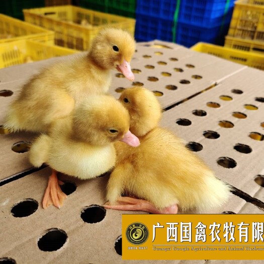 南宁 白鸭苗 品质保证 包打疫苗