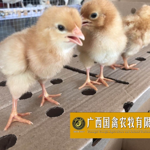南宁海兰褐壳蛋鸡 海兰褐多蛋鸡 品质保证 包打疫苗