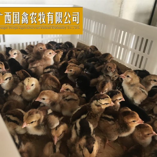 南宁 改良斗鸡苗 品质保证全国包邮包打疫苗