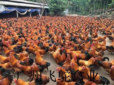 广州文昌鸡苗 海南文昌鸡 老店新开孵化场直发包疫苗包运损24小时发货
