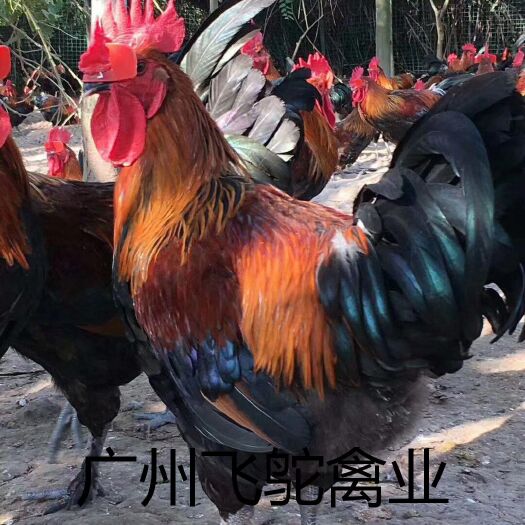 广州黑瑶鸡苗 黑瑶鸡 老店新开孵化场直发包疫苗包运损24小时发货
