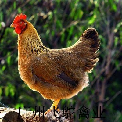 广州良凤花鸡苗 良凤花鸡，快大型麻鸡老店新开孵化场直发包疫苗包运损