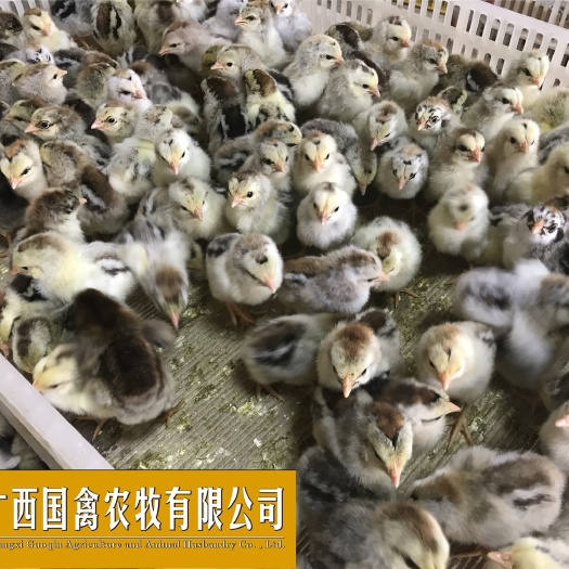 南宁 彩凤鸡苗 品质保证全国包邮