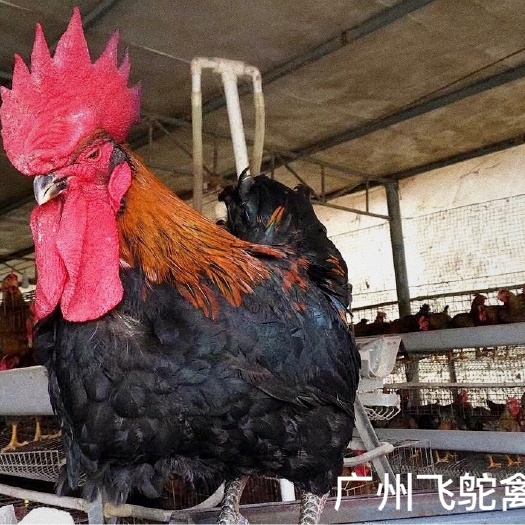 广州黑羽红冠鸡苗 黑土2公母，天露黑5公母 老店新开孵化场直发