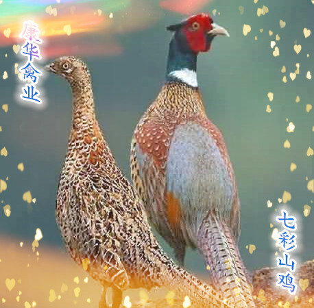 南宁山鸡苗，七彩山鸡，包打疫苗，包路损，质量保证，全国发货！