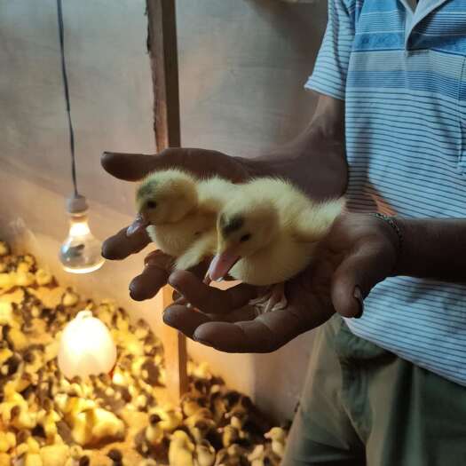 昆明 一点头鸭苗