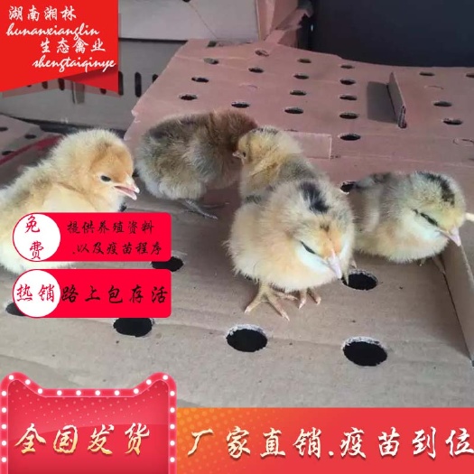 衡阳县 青脚麻鸡苗绿壳蛋鸡苗青脚土鸡苗黄土鸡苗散养土鸡苗疫苗到位